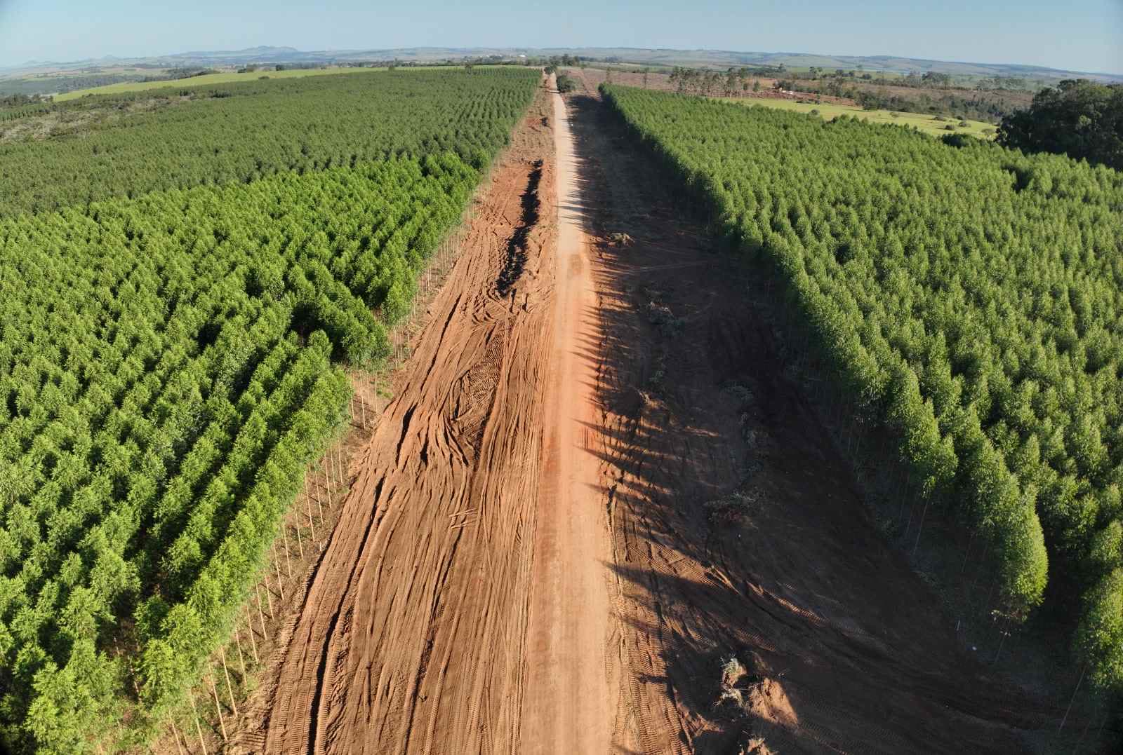 Vista aérea de terraplenagem para um contorno rodoviário cortando um eucaliptal